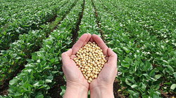 sojabohnen und sojafeld x 43379300 resize