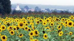 sunflower field in germany-HD resize