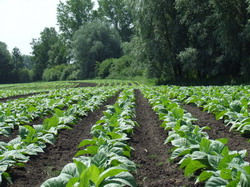 Consolidarea pozitiei Asociatiei Producatorilor de Tutun din Romania, la nivel european