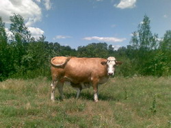 Asociatii pentru micii crescatori de bovine in fiecare comuna