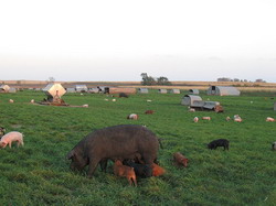 willis-free-range-pig-farm resize
