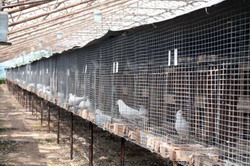 Ferma de porumbei pentru carne