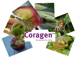 Combaterea daunatorilor la cartof, vie si pomi fructiferi cu CORAGEN