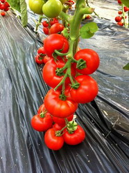 Sfaturi privind alegerea hibrizilor de tomate