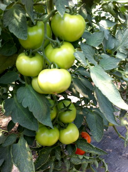 Hibrizi de tomate Menhir F1