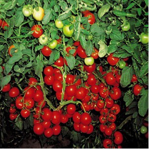 Hibrizi de tomate Platus F1