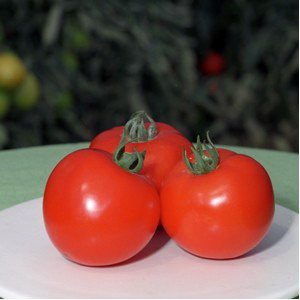 Hibrizi de tomate Polfast F1