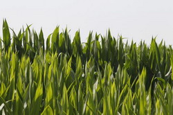 Suceava va produce si samanta hibrida de porumb in 2014