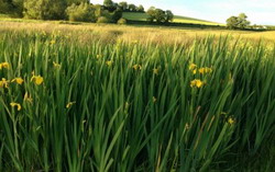 Landscape daffs-EFA-350x220 resize
