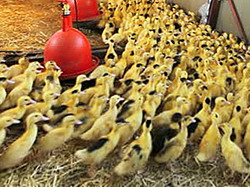 Productia de ficat gras (foie gras) la palmipede