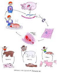 TRANSMISIE-TRICHI resize