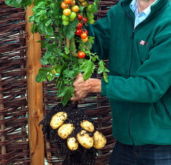 TomTato – Planta care produce atat rosii cat si cartofi