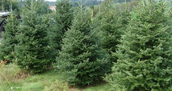 Cresterea brazilor, o afacere pe 520 hectare