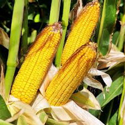 Productie de peste 14 tone/ha la porumbul ZP 434