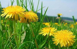 f9b37f3f4d4706dfbf43bc2b1f45bd5b resize