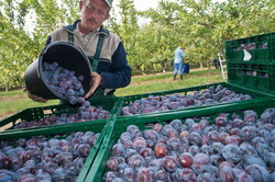 Revitalizarea satului romanesc prin mici exploatatii prospere