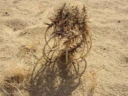 ghiara-diavol resize