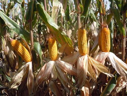 Monitorizarea porumbului in ferme prin programul EnClass