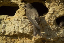 Monitorizarea Lastunului de mal la nivelul bazinului Dunarii