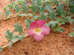 Gheara Diavolului – un puternic remediu natural impotriva durerilor