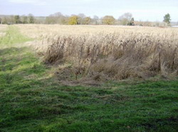 30000 de hectare necultivate in Timis