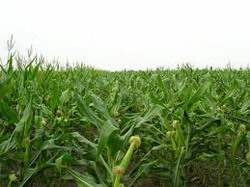 Hibrizii de porumb Procera