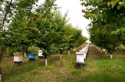 Asociatia Crescatorilor de Albine nemultumita de “Legea Apiculturii”