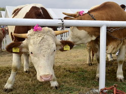 Noile atributiuni ale Agentiei Nationale pentru Ameliorare si Reproductie in Zootehnie