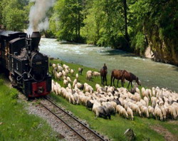 Primele 8000 de semnaturi pentru Mocanita. Campania continua.