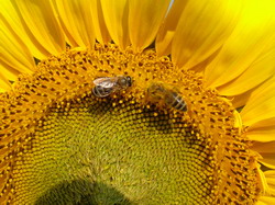 ALBINE-FLOARE3 resize