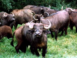 Despre avantajele cresterii bivolilor