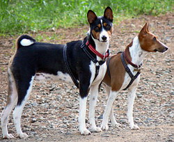 Basenji, cainele care nu latra!