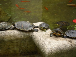 Testoasele de companie. Ce trebuie sa stii atunci cand cumperi o broasca testoasa