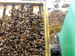 Ingrijirea albinelor in perioada de iarna