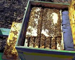 INGRIJIREA ALBINELOR 2