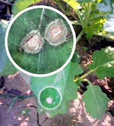 Phoma lingam in cultura rapitei de toamna