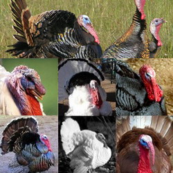 Rasele de Curcani | Caracteristici si Avantaje