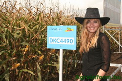 Hibrizi de porumb DEKALB pentru 2014