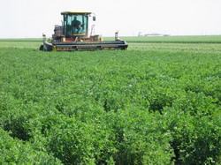 alfalfa-harvesting resize
