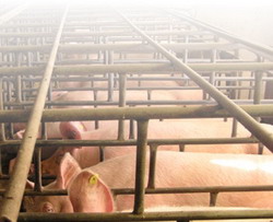 Fermele de porci NUTRICOM SA