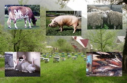 Se depune cererile pentru plata primelor de asigurare – sector zootehnic