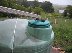 Avantajele folosirii apei de ploaie