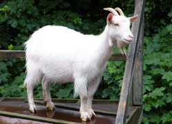 cresterea caprelor 02