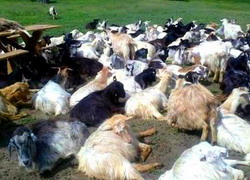 cresterea caprelor 03