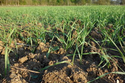 Culturile de toamna nu sunt deocamdata afectate de vremea calda