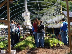 Lectii de agricultura in fermele urbane