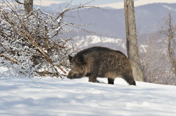 Supraveghierea bolilor la mistreti in ianuarie