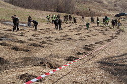 Satu Mare: Se lanseaza pentru 2014 o noua campanie de plantare de puieti