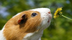 Trucuri in cresterea animalelor de companie