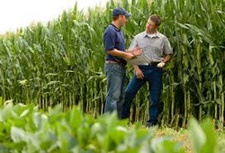 Reducerea necesarului de azot la porumbul semanat dupa lucerna